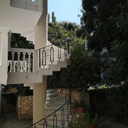 Anemone Blue Seaside *